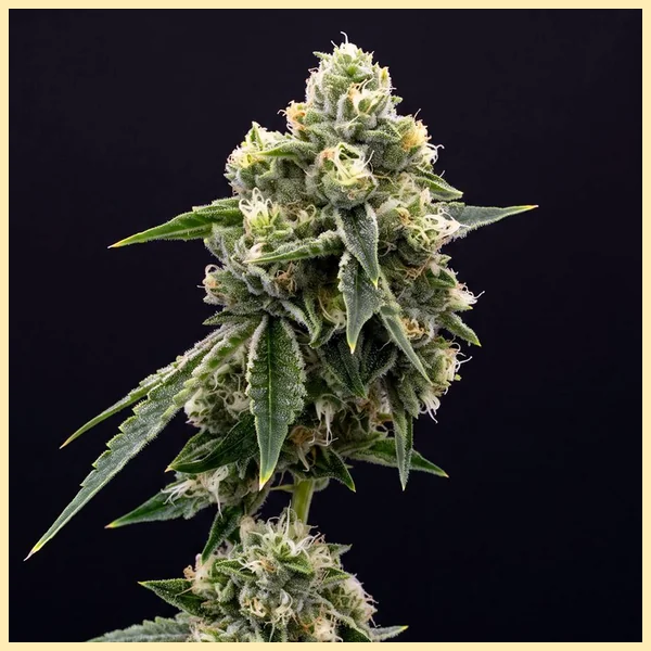 Critical Jack Feminized Seeds featured image