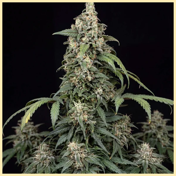 Critical Mass Autoflower Seeds featured image