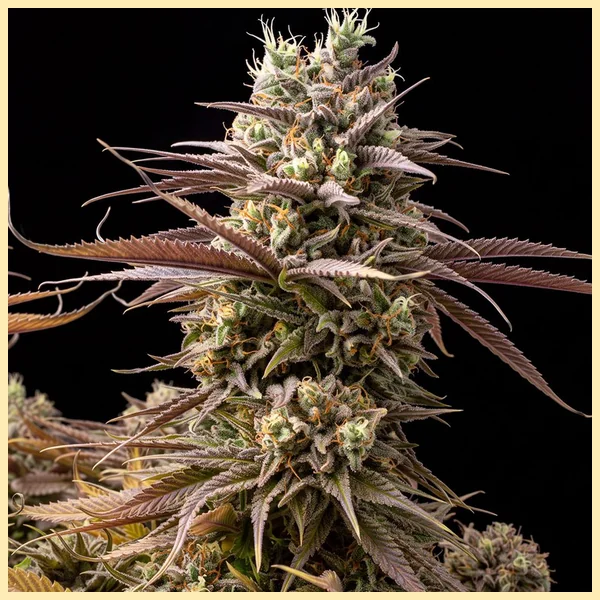 Critical Mass CBD Feminized Seeds featured image