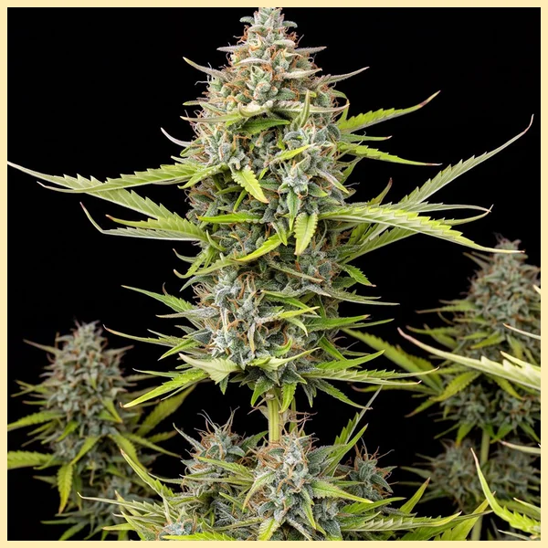 Power Mix Pack Weed Seeds additional image 1