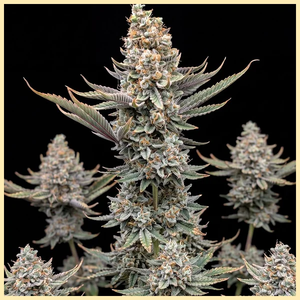 Critical x Gorilla Glue Autoflower Seeds featured image