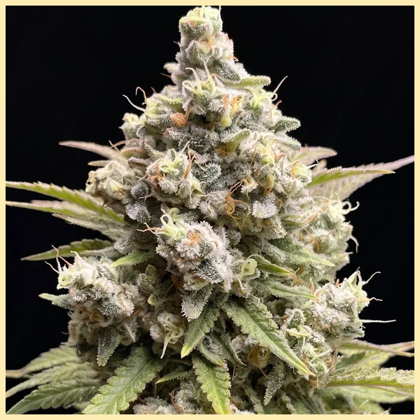 Crystal Feminized Marijuana Seeds additional image 1