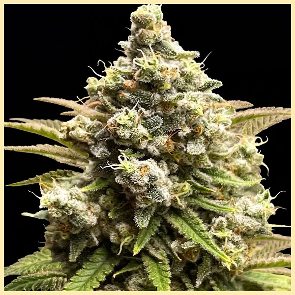 Bling Mix Pack Weed Seeds additional image 3