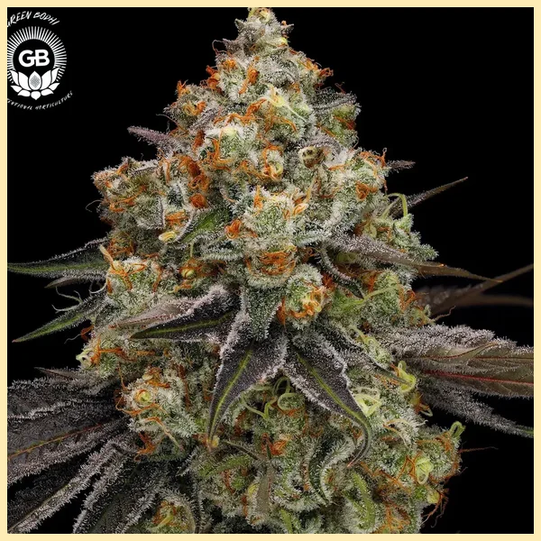 Dante’s Haze Feminized Seeds featured image