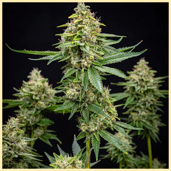 Deelite Autoflower Seeds featured image