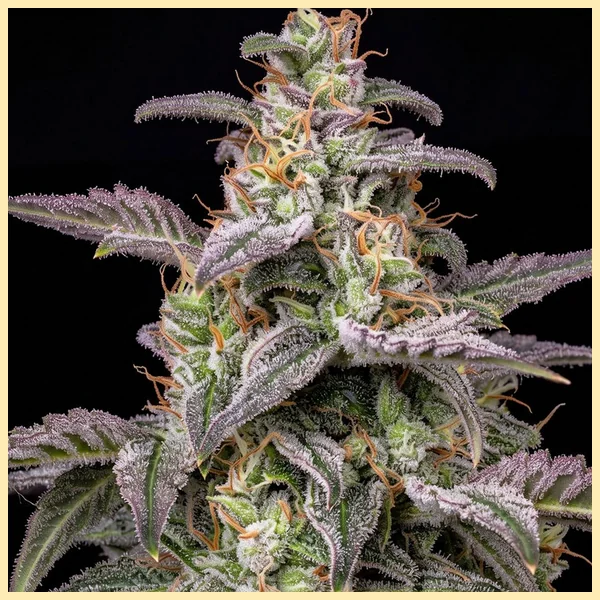 Deep Chunk Feminized Seeds additional image 1