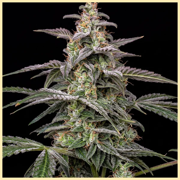 Deep Chunk Feminized Seeds featured image