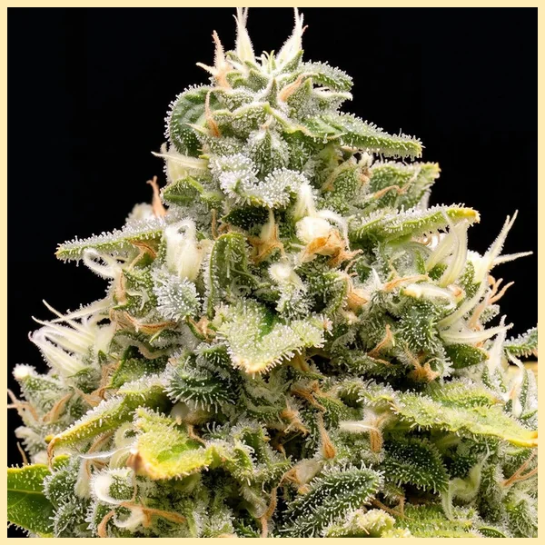 Diesel Autoflower Seeds additional image 1