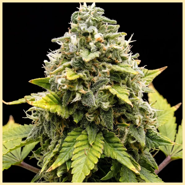 Diesel Autoflower Seeds featured image