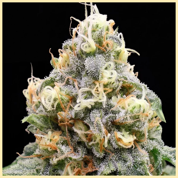 Disco Bizkit Feminized Seeds additional image 1
