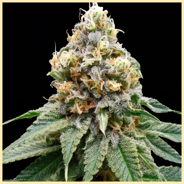 Disco Bizkit Feminized Seeds featured image