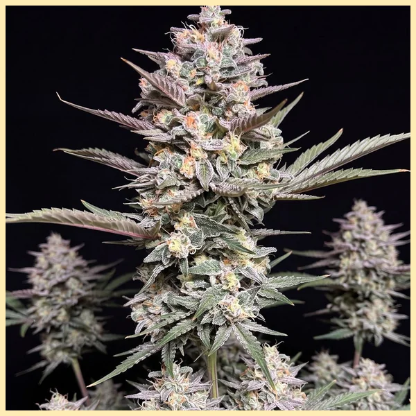 Do-si-dos Autoflower Seeds featured image