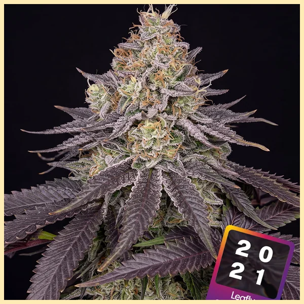Do-si-dos Feminized Seeds featured image