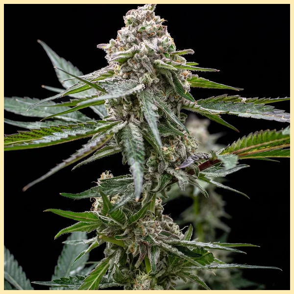 Donny Burger Feminized Seeds featured image