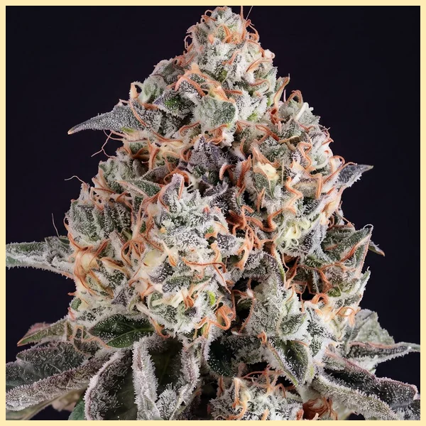 Dosed Chocolate Chips Feminized Seeds additional image 1