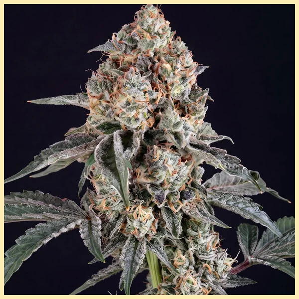 Dosed Chocolate Chips Feminized Seeds featured image