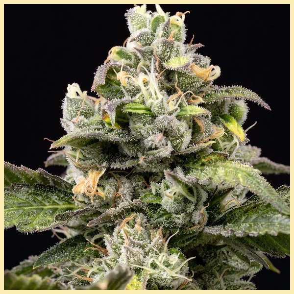 Dream Queen Feminized Seeds additional image 1