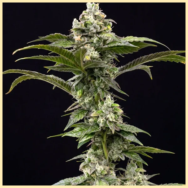 Dream Queen Feminized Seeds featured image