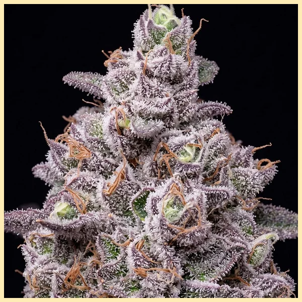 Dulce De Uva Feminized Seeds additional image 1