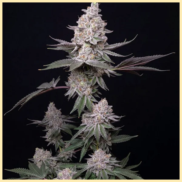 Dulce De Uva Feminized Seeds featured image