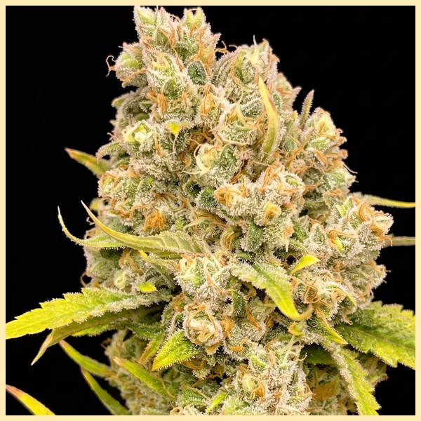 Durban Poison Autoflower Seeds additional image 1