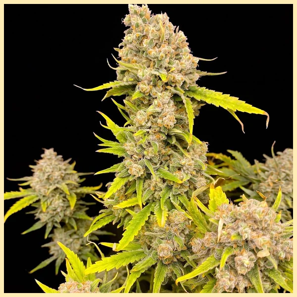 Durban Poison Autoflower Seeds featured image