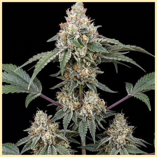 Durban Poison Feminized Seeds featured image
