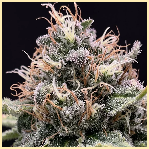 Dynasty Autoflower Seeds additional image 1