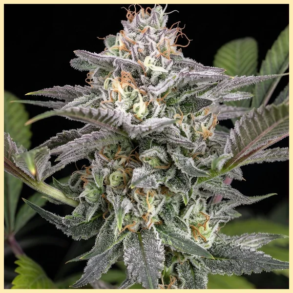 Early Girl Feminized Seeds additional image 1