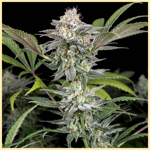 Early Girl Feminized Seeds featured image