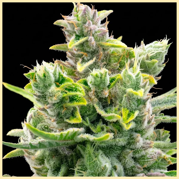 Early Skunk Feminized Seeds additional image 1