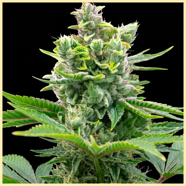 Early Skunk Feminized Seeds featured image