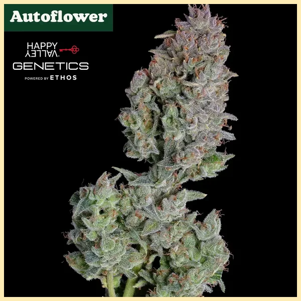 Easy Button Autoflower Seeds additional image 1