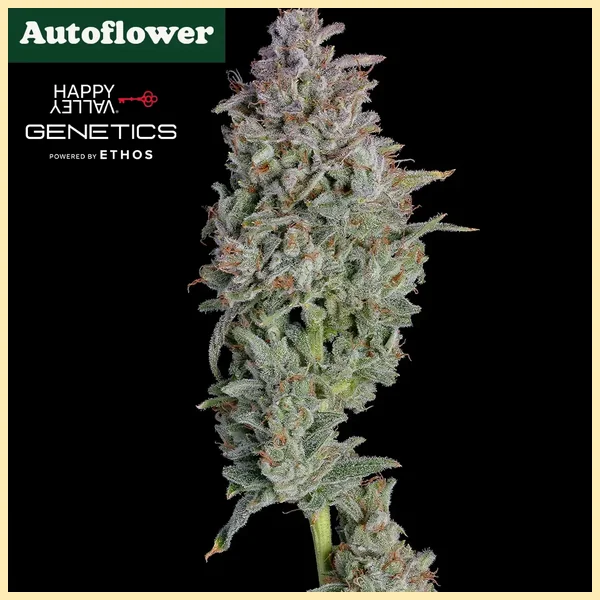 Easy Button Autoflower Seeds featured image