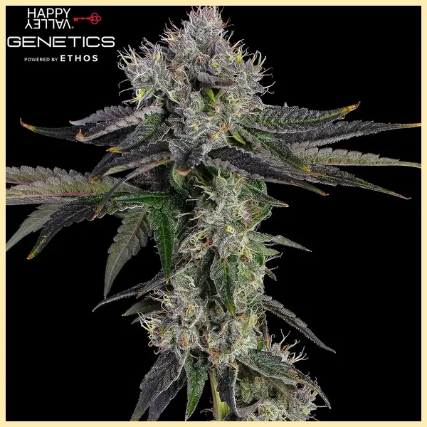 Fighter Mix Pack Weed Seeds additional image 2