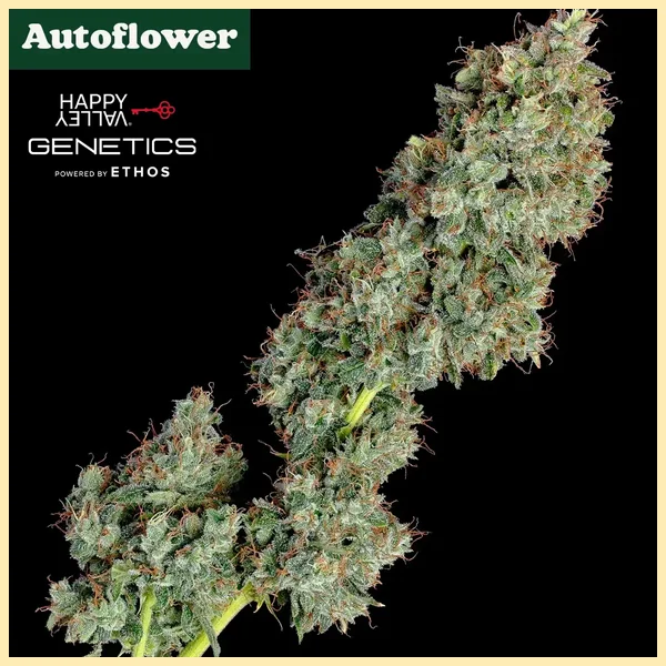 Everglades OG Autoflower Seeds additional image 1