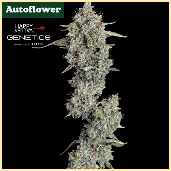 Everglades OG Autoflower Seeds featured image