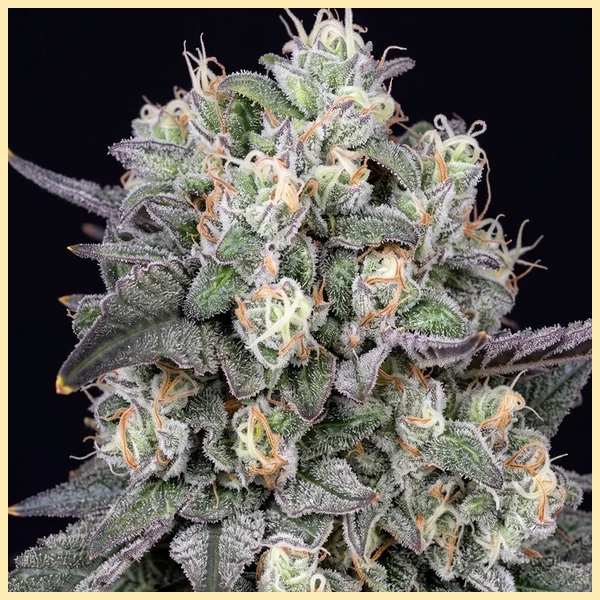 Exodus Cheese Autoflower Seeds additional image 1