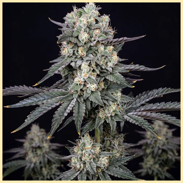 Exodus Cheese Autoflower Seeds featured image
