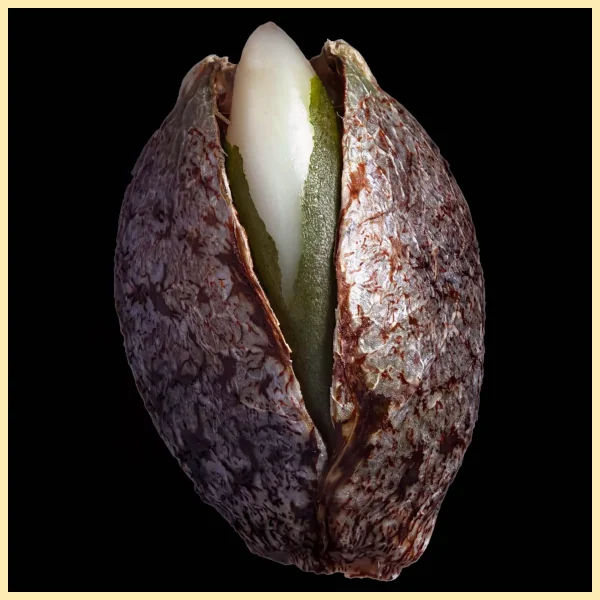 Knockout Feminized Seeds additional image 2