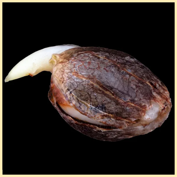 Tangie Feminized Seeds additional image 3