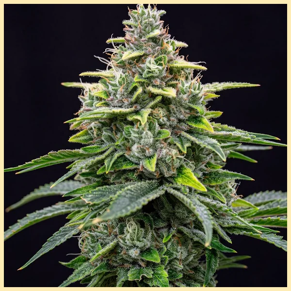 Fire OG Feminized Seeds featured image
