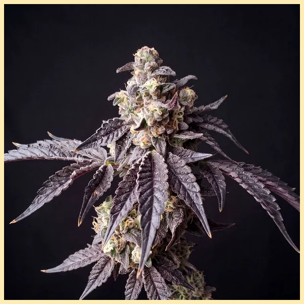 Forbidden Runtz Autoflower Seeds additional image 2