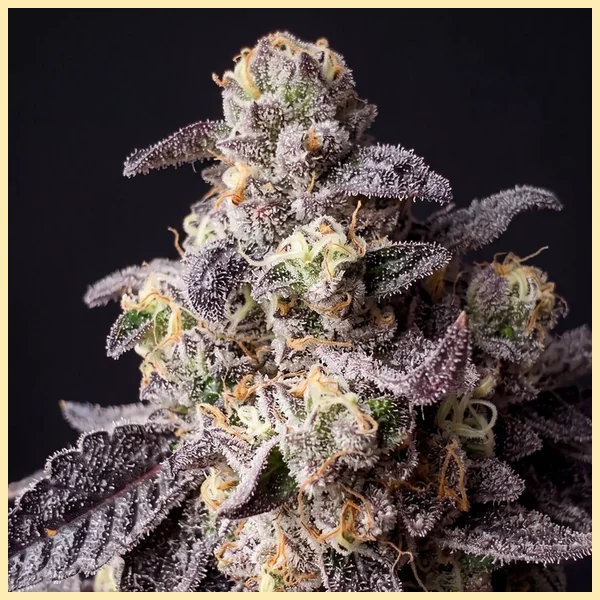 Forbidden Runtz Autoflower Seeds additional image 1