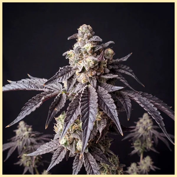 Forbidden Runtz Autoflower Seeds featured image
