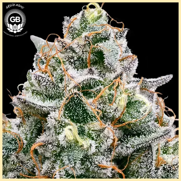 Frosted Pie Feminized Seeds additional image 2
