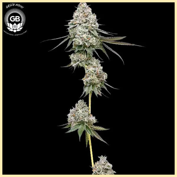 Frosted Pie Feminized Seeds additional image 1
