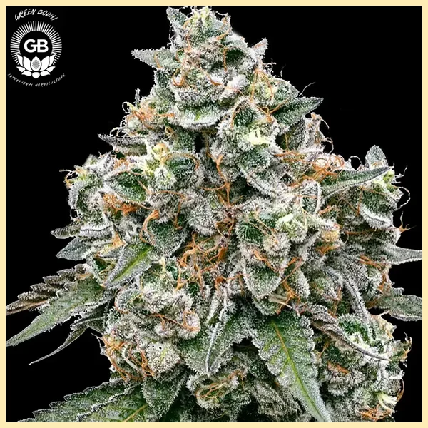 Frosted Pie Feminized Seeds featured image