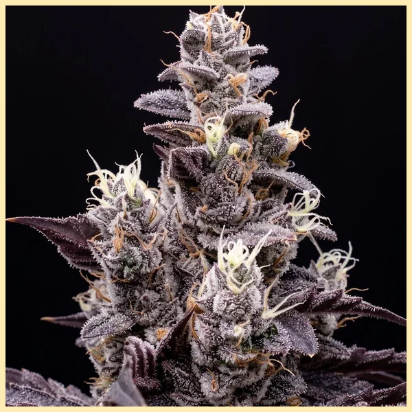 Fruit Pie Autoflower Seeds additional image 1