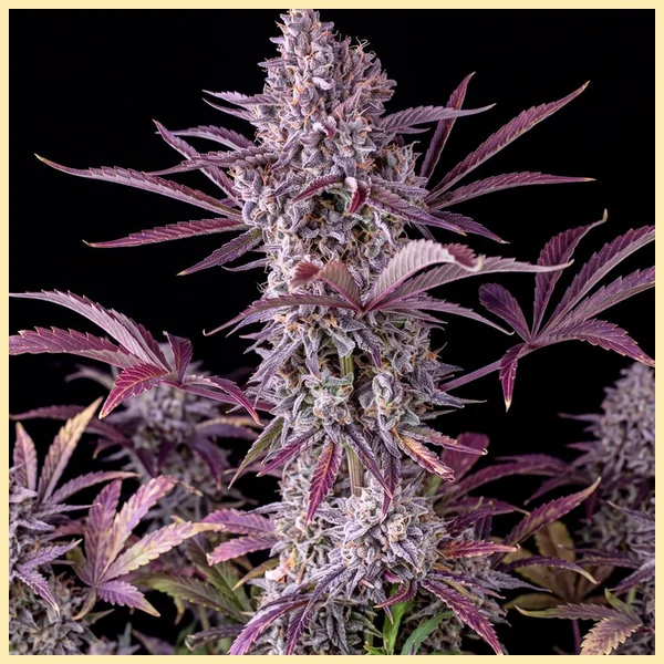 Fruity Pebbles Autoflower Seeds featured image